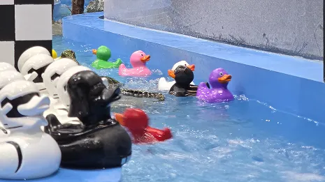 Ducks gameplay screenshot